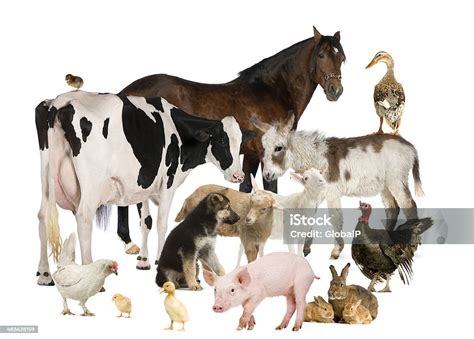 What Kingdom Are All Domestic Farm Animals Grouped Into